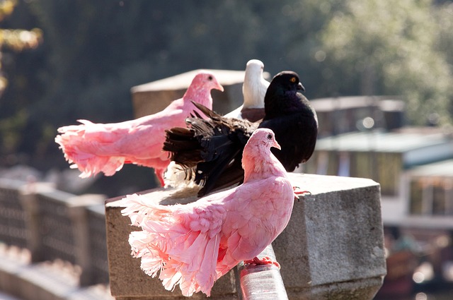 技术和语音 技术和语音